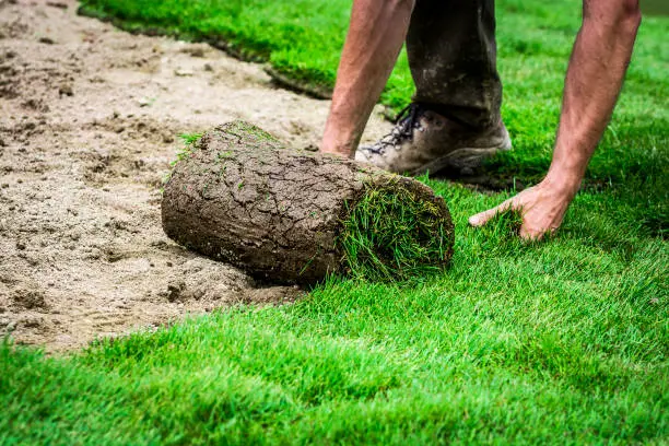 How long after installing sod can you walk on it in Davenport, IA