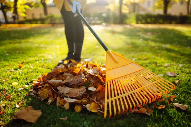 How to clean a backyard in Davenport, IA